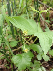 Waldsteinia ternata