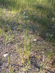 Erigeron lonchophyllus