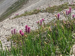 Castilleja parviflora olympica