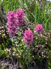 Castilleja parviflora olympica