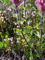 Castilleja parviflora olympica