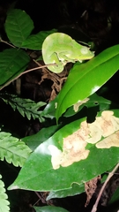 Trioceros deremensis