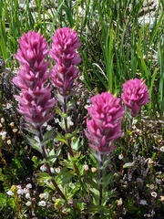 Castilleja parviflora olympica