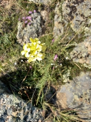 Erysimum flavum