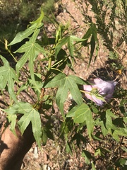 Gossypium robinsonii