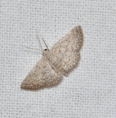 Scopula marginepunctata