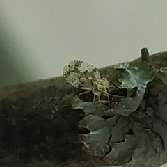 Stephanitis pyri