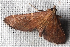 Persicoptera aglaopa