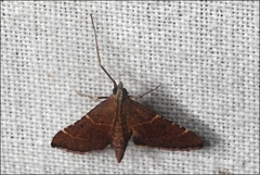 Persicoptera aglaopa