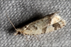Euphona euphona