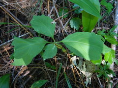 Cardamine constancei