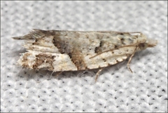 Euphona euphona
