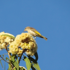 Lichmera indistincta