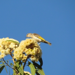 Lichmera indistincta