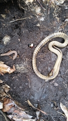 Ctenotus labillardieri