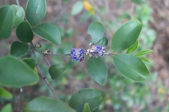 Memecylon ligustrifolium