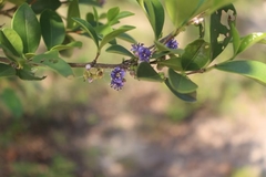 Memecylon ligustrifolium