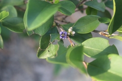 Memecylon ligustrifolium