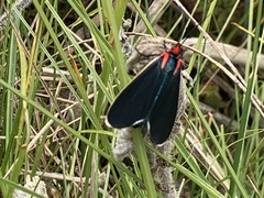 Ctenucha multifaria