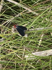 Ctenucha multifaria