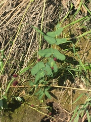 Sanguisorba officinalis