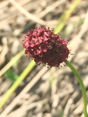 Sanguisorba officinalis