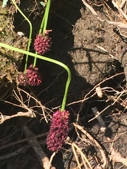 Sanguisorba officinalis