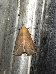 Phyprosopus callitrichoides