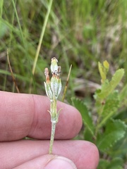 Primula mistassinica