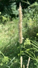 Melica transsilvanica