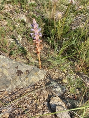 Orobanche coerulescens