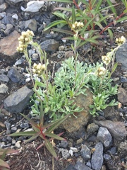 Antennaria friesiana