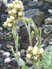 Antennaria friesiana