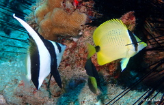 Chaetodon miliaris