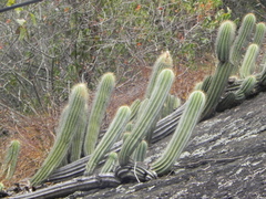 Coleocephalocereus fluminensis