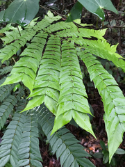 Archidendron clypearia