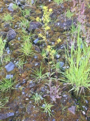 Rorippa barbareifolia