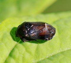 Penthimia nigra