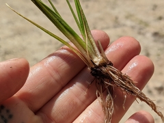 Isoetes occidentalis