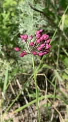 Allium