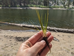 Isoetes occidentalis