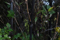 Phyllostachys nigra nigra