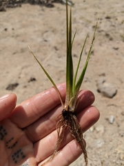 Isoetes occidentalis