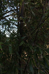 Phyllostachys nigra nigra