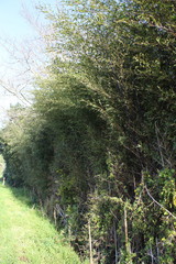 Phyllostachys nigra nigra