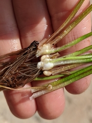 Isoetes occidentalis