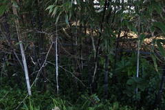 Phyllostachys nigra nigra