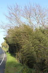 Phyllostachys nigra nigra