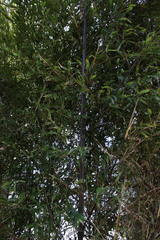 Phyllostachys nigra nigra