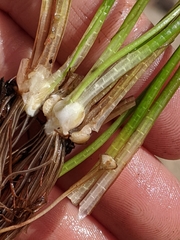 Isoetes occidentalis